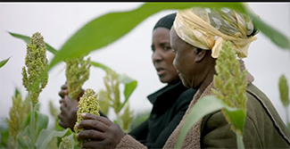 Farmers' Clubs Chivi Film: Building Community Resilience Against Climate Change Impact-img3